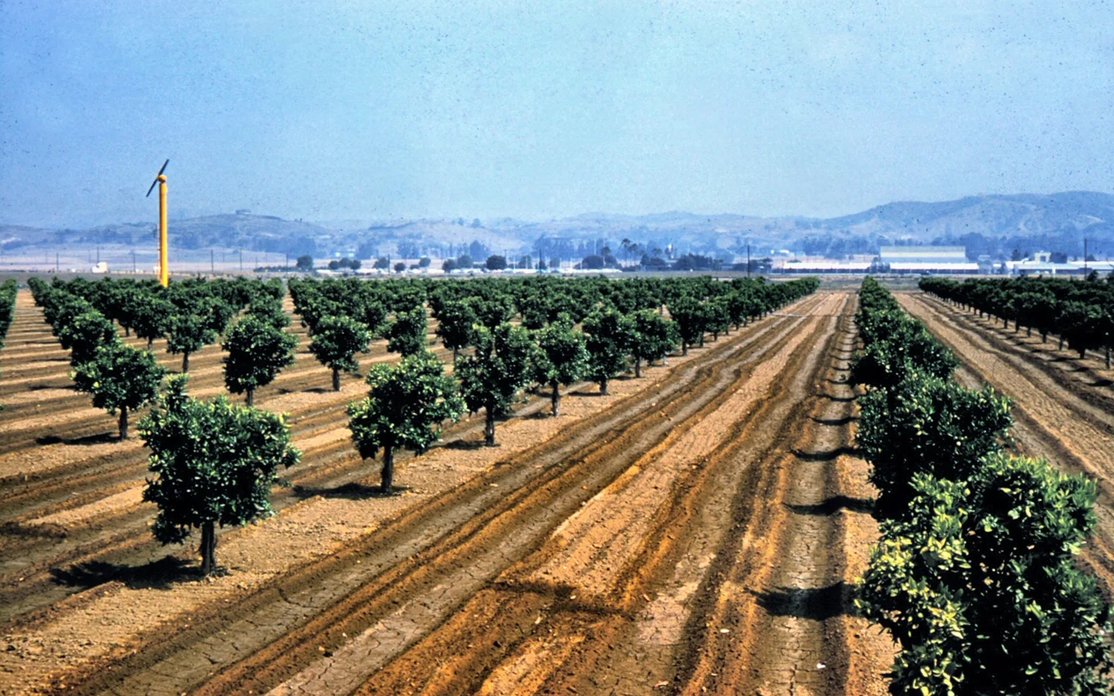 Historic 1961 photograph of citrus groves on Golden Avenue in Placentia, California